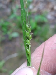 Carex digitalis