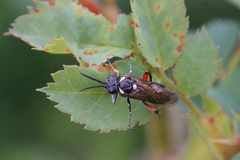 Macrophya punctumalbum