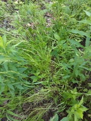 Sphenopholis intermedia