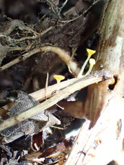 Hymenoscyphus menthae