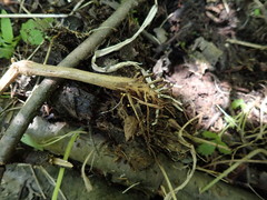 Hymenoscyphus menthae