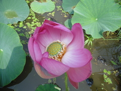 Nelumbo nucifera