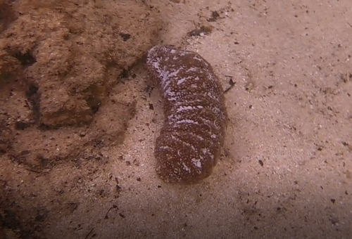 Actinopyga varians