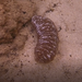 Actinopyga varians