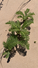 Tanacetum bipinnatum