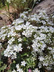 Leptosiphon floribundus