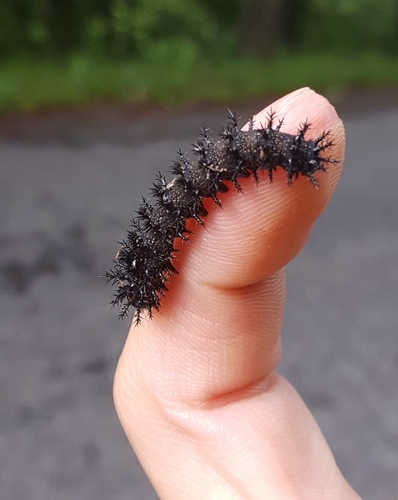 Eastern Buck Moth