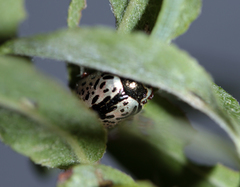 Calligrapha multipunctata