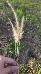 Setaria scheelei