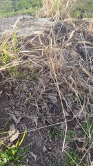 Setaria scheelei