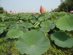 Nelumbo nucifera