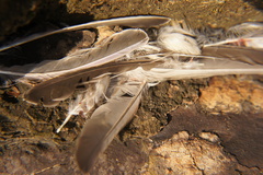 Passeridae