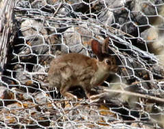 Oryctolagus cuniculus