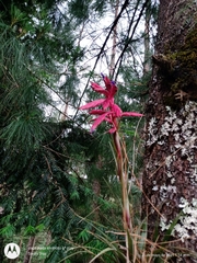 Tillandsia gymnobotrya