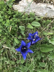 Gentiana acaulis