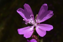 Clarkia biloba brandegeeae