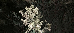 Lawsonia inermis