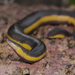 Beddome's Caecilian - Photo (c) Girish Gowda, some rights reserved (CC BY-NC), uploaded by Girish Gowda