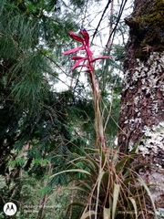 Tillandsia gymnobotrya