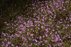 Clarkia biloba brandegeeae