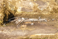 Passeridae