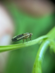 Peplomyza discoidea