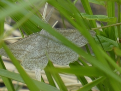 Perconia strigillaria