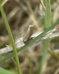 Micropterigidae