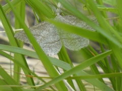 Perconia strigillaria