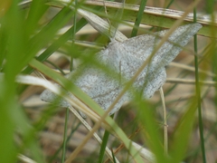 Perconia strigillaria