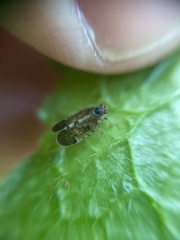 Tachycixius pilosus