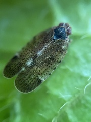 Tachycixius pilosus
