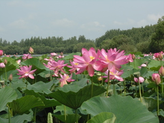 Nelumbo nucifera