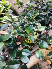 Luma apiculata