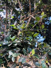 Luma apiculata