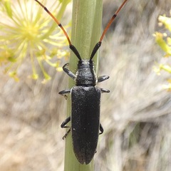 Agapanthia annularis
