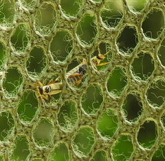 Metacantharis clypeata