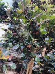 Luma apiculata