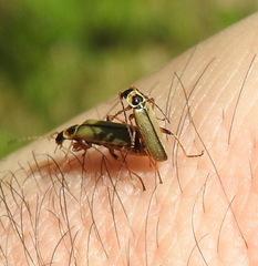 Metacantharis clypeata