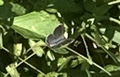 Hemiargus ceraunus