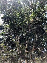 Luma apiculata