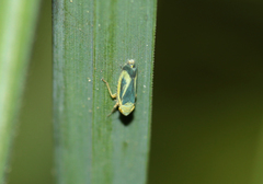 Sorhoanus orientalis
