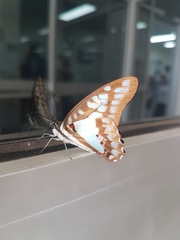 Graphium eurypylus