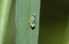 Sorhoanus orientalis