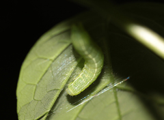 Leuconycta