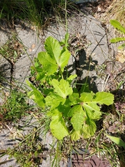 Alcea ficifolia