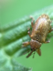 Dorytomus tortrix