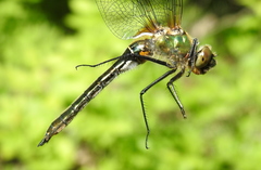 Cordulia aenea aenea