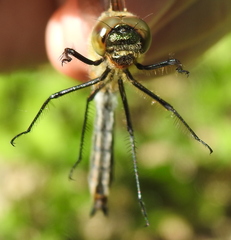 Cordulia aenea aenea