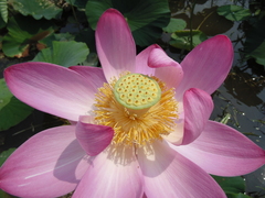 Nelumbo nucifera